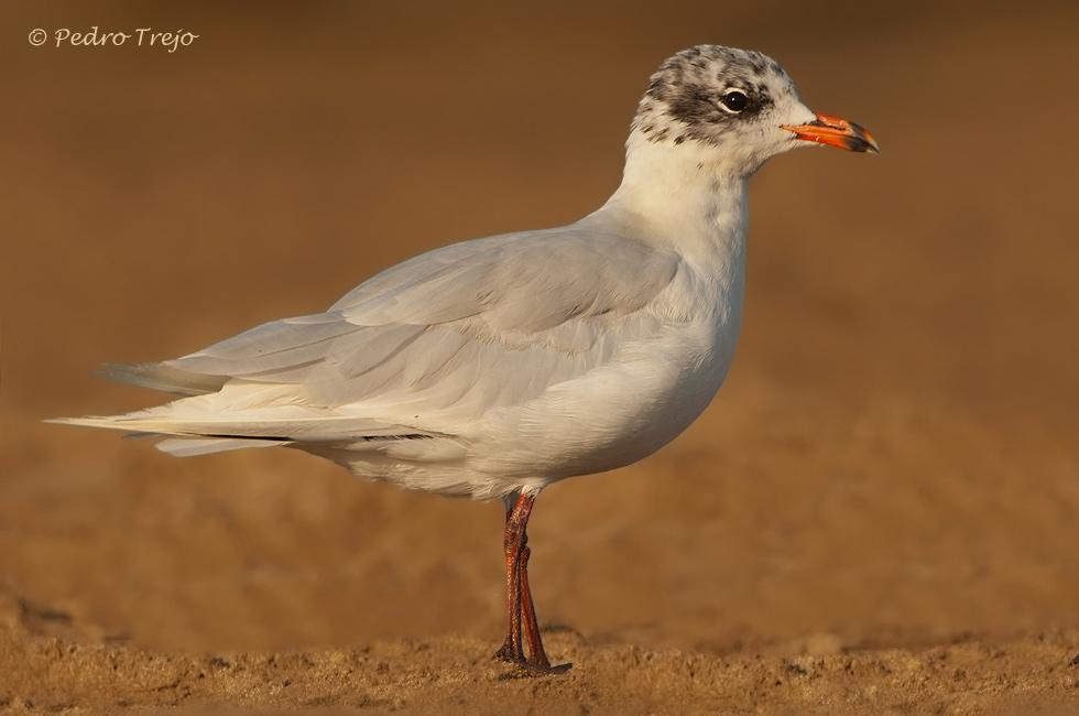 Gaviota cabecinegra (Larus melanocephalus)